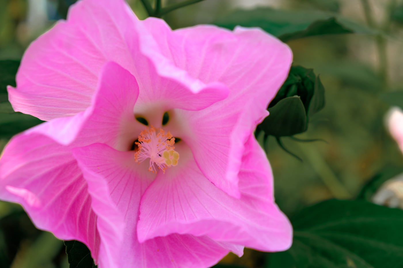 Offering Radical Gratitude for Sacred Gifts