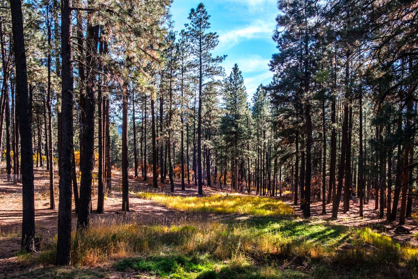Slowing down to hear what nature has to say