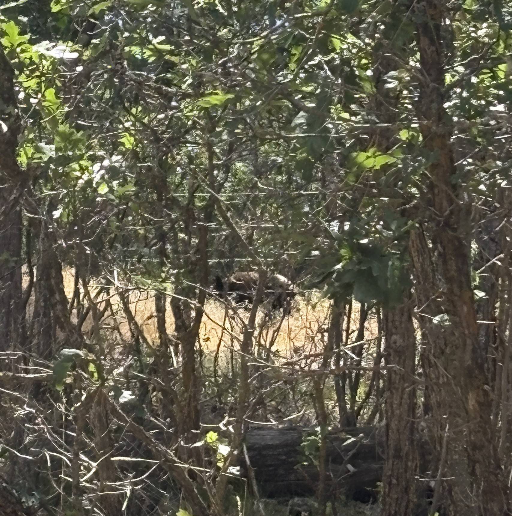 My run with the bears – part two
