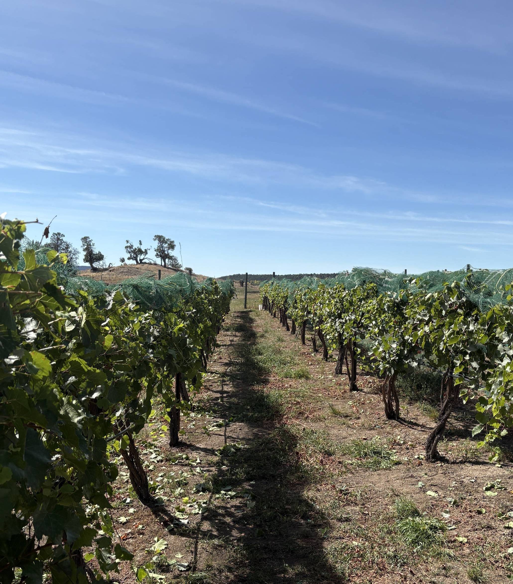 Picking grapes